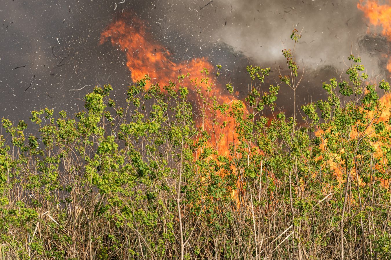 Gulf State Park Fire on March 24, 2026.
