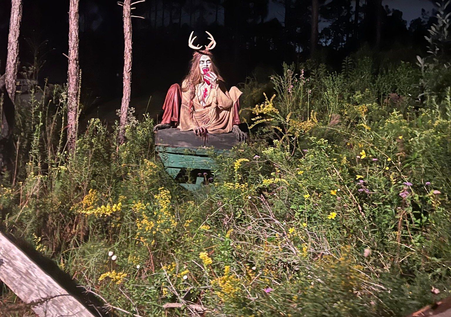 Haunted Forest at Graham Creek