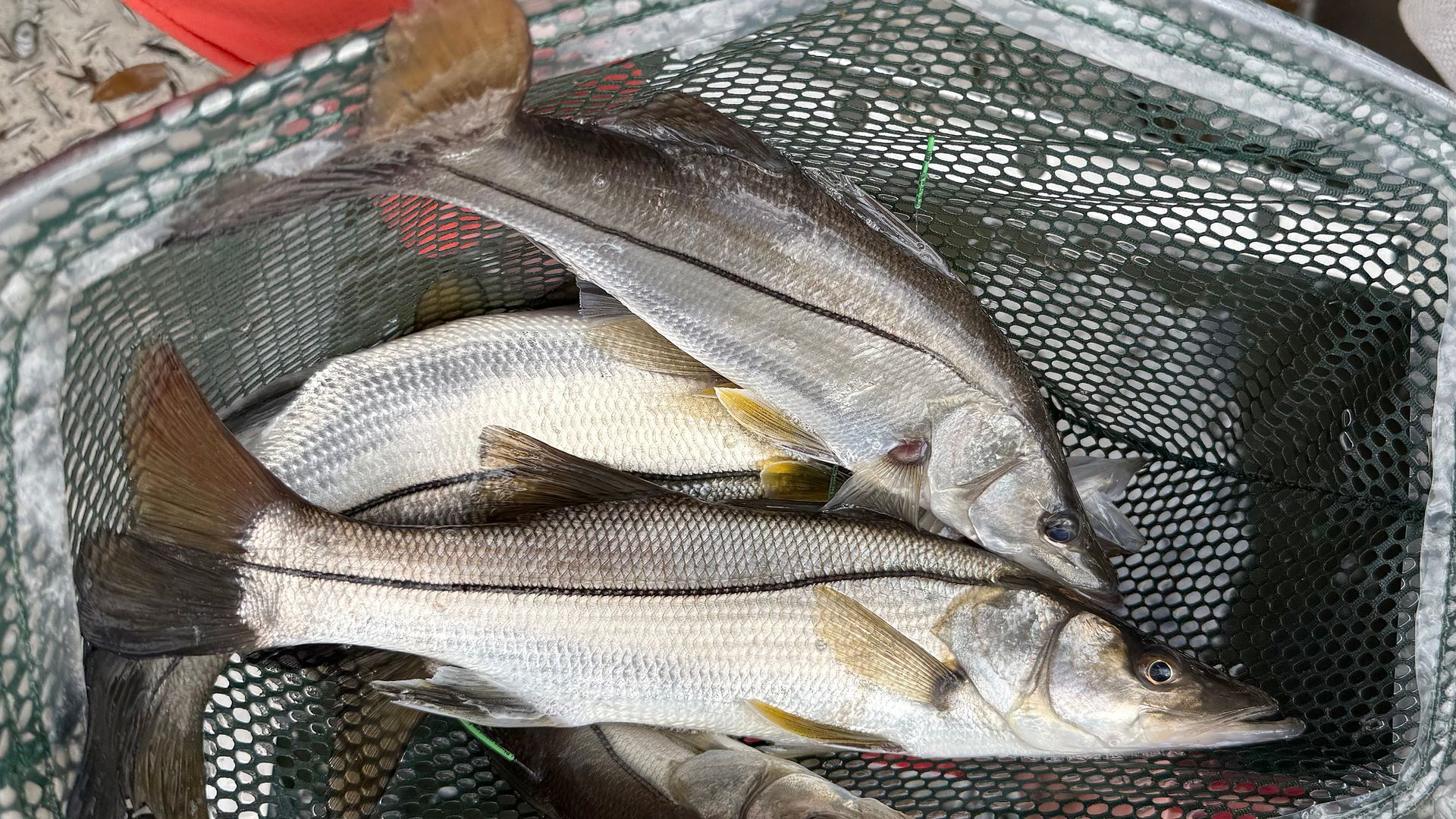 During research trips, Dr. Charlie Martin and team have collected quite a few snook, including these juveniles, in Alabama waters. 