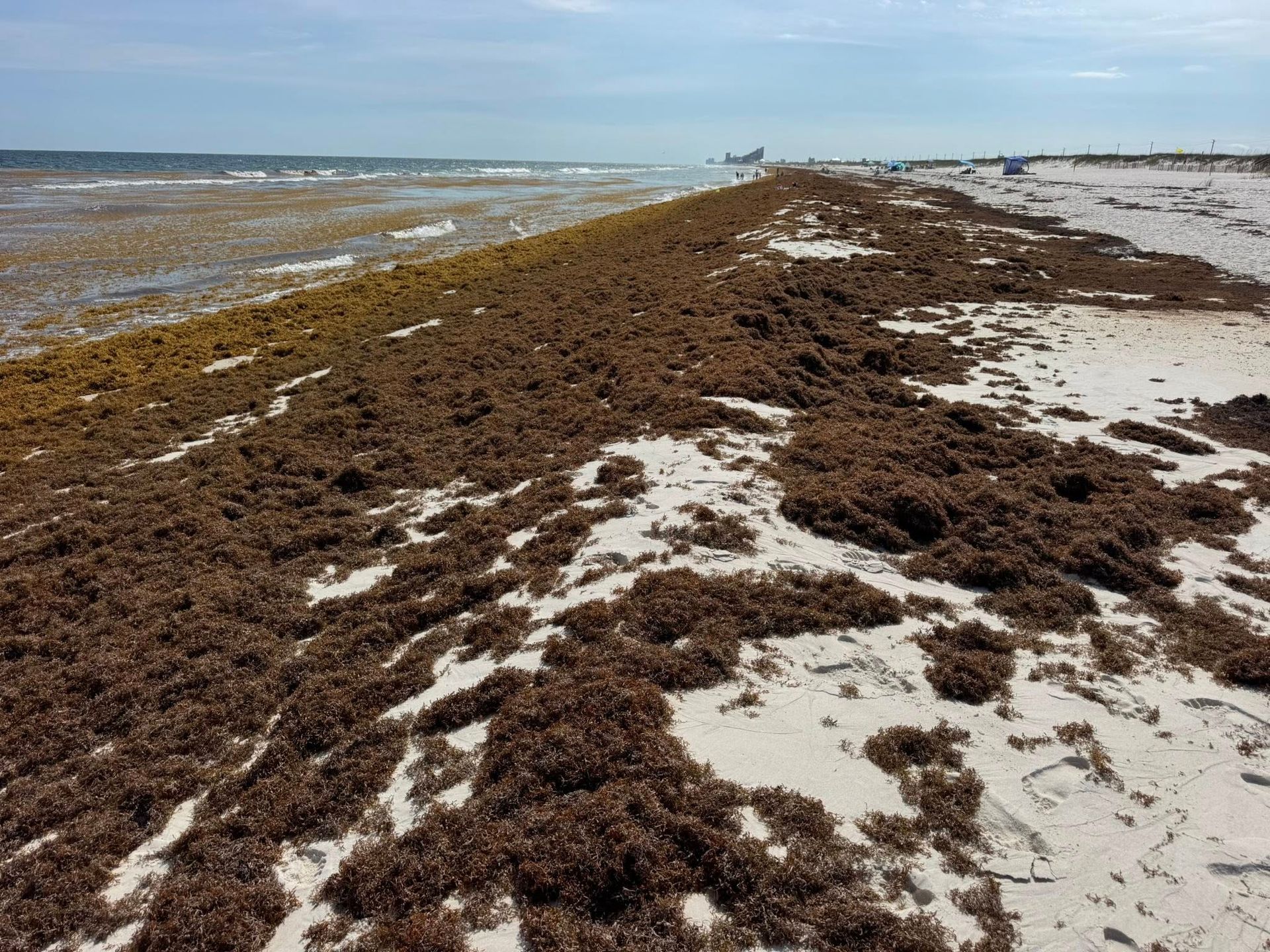 Sargassum on the Beach looking west in Perdido Key. Photo by Laura Collins