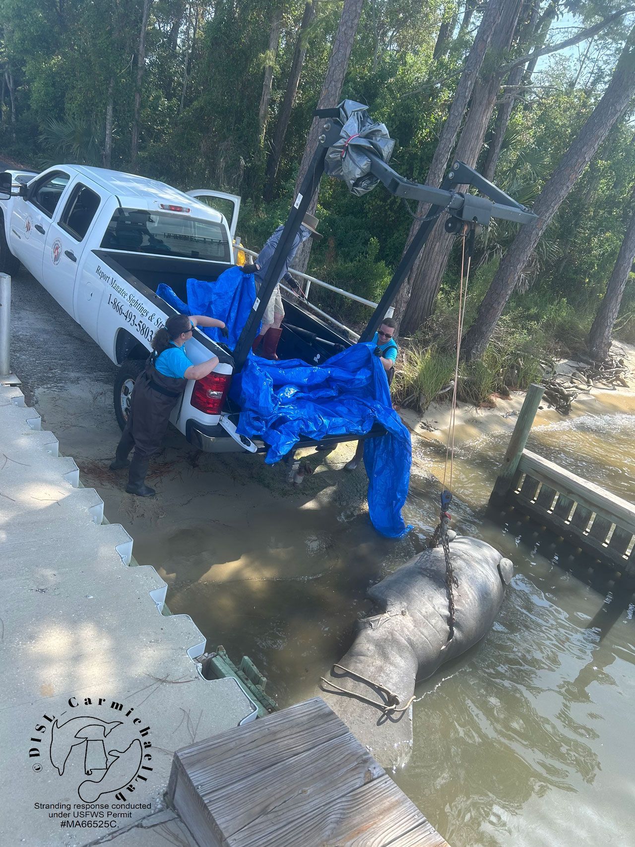 Boat Strike Suspected In Death Of Manatee Found On Wolf Bay Shore