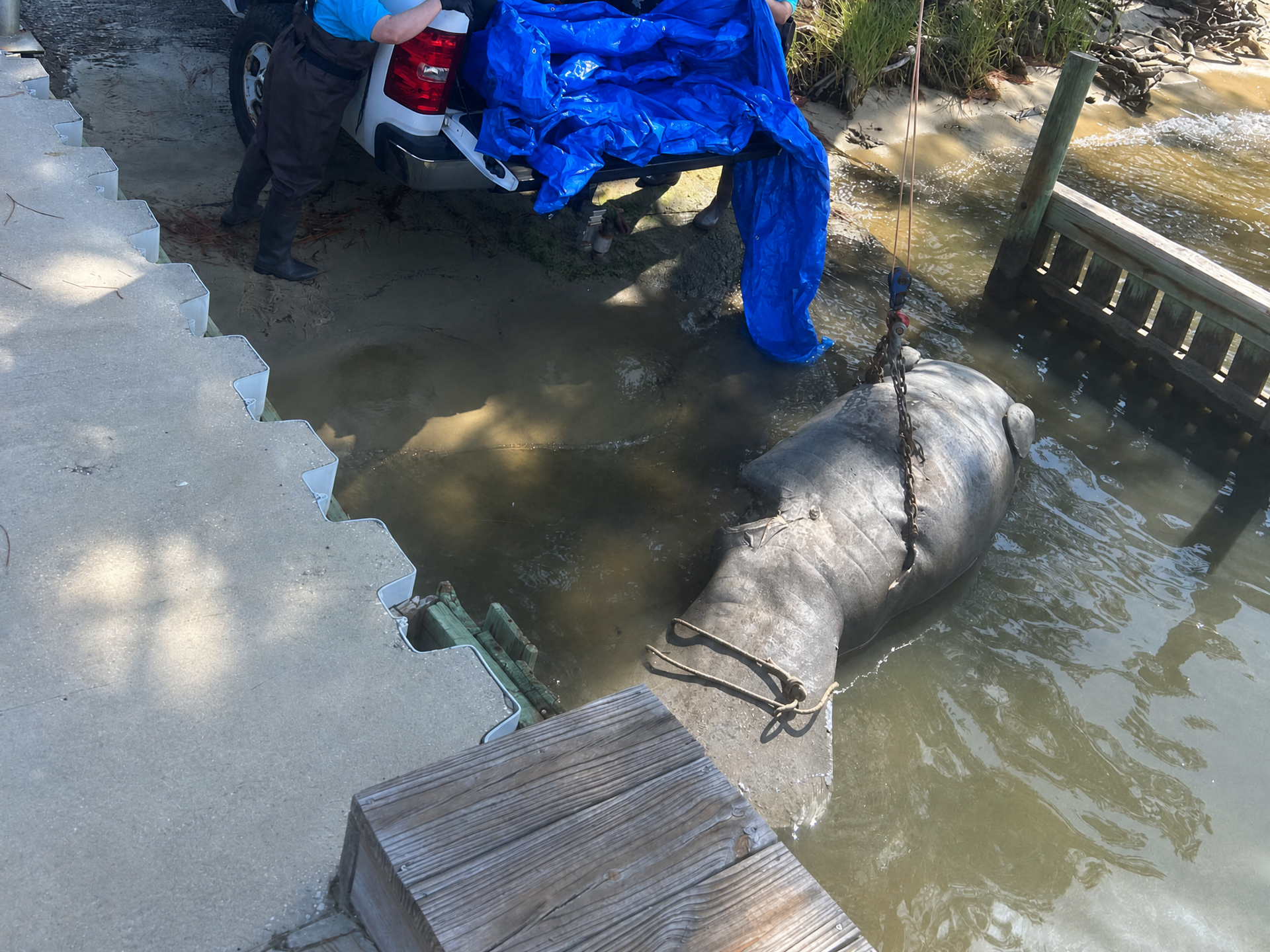 Manatee found dead on Wolf Bay last weekend.