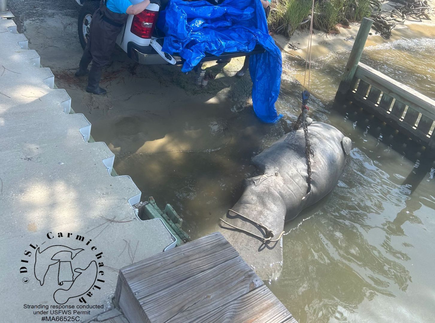 Manatee found dead on Wolf Bay last weekend.
