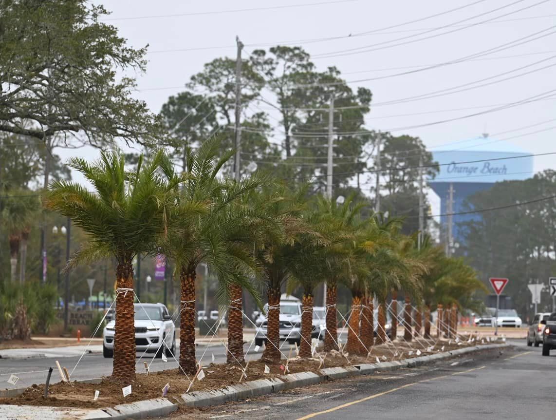 Palm trees planted on Canal Road. Photo by City of Orange Beach