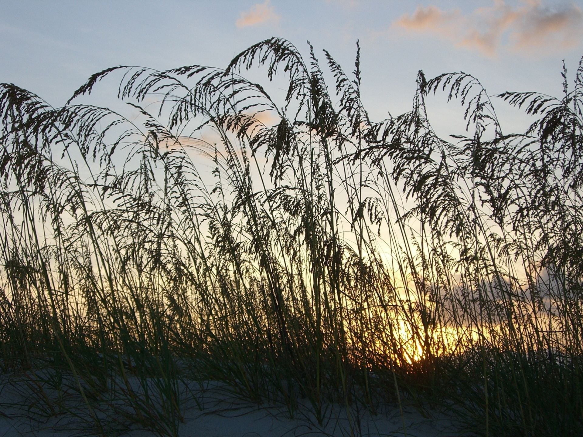 Orange Beach Sea Oats, Photo by R. Ken Cooper