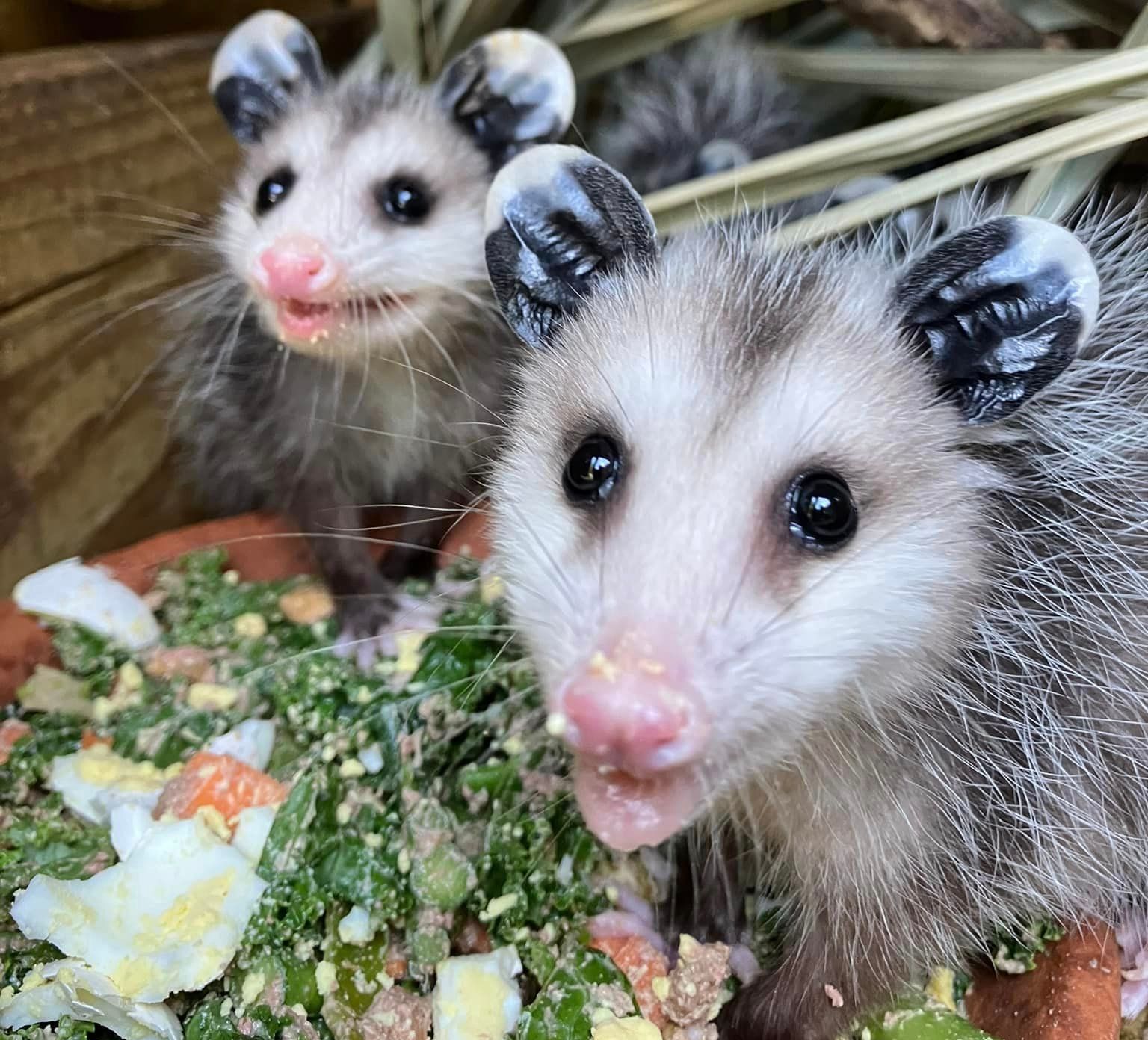 Orange Beach Wildlife Center Opossums