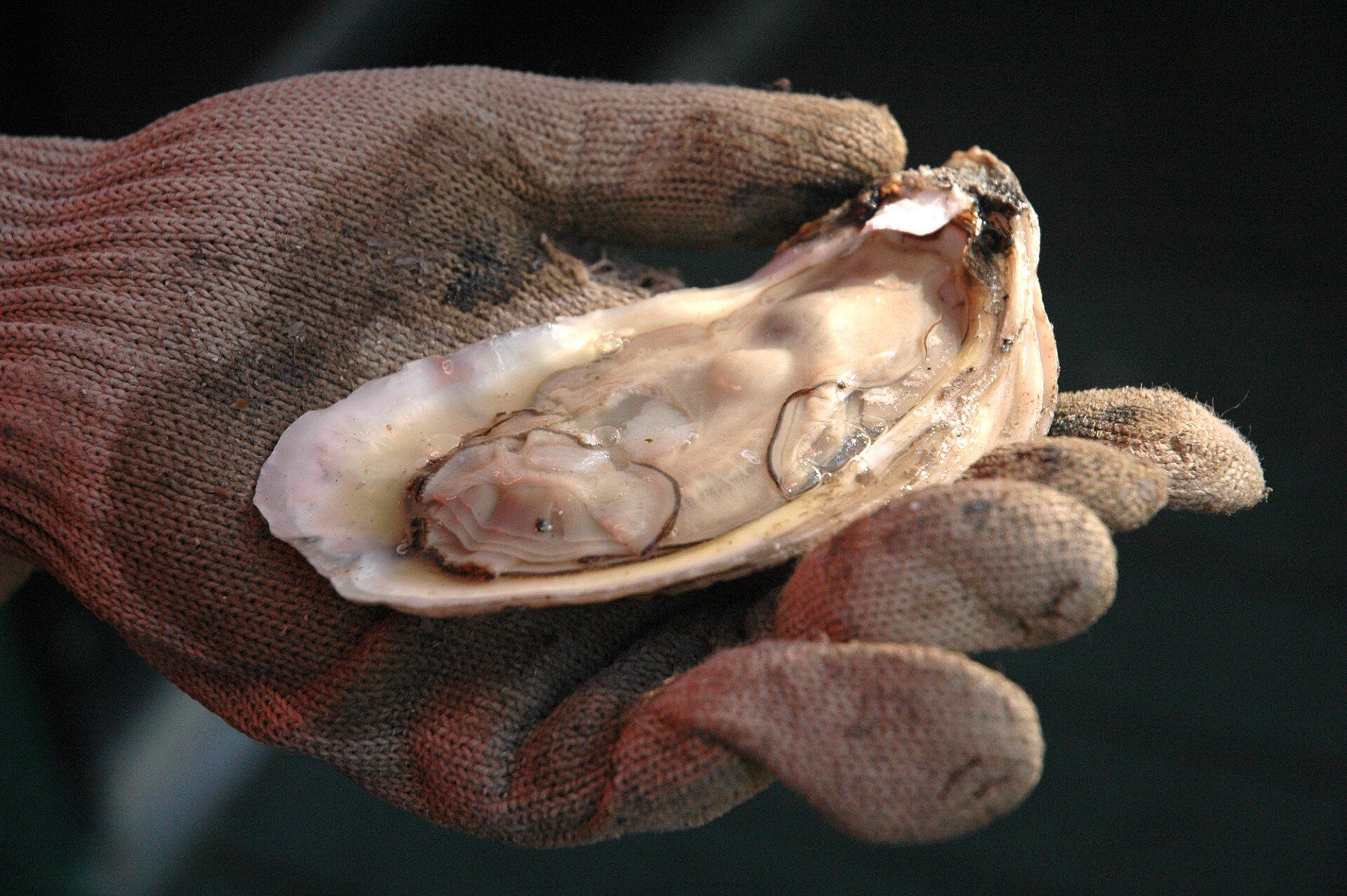 Experience the Oyster