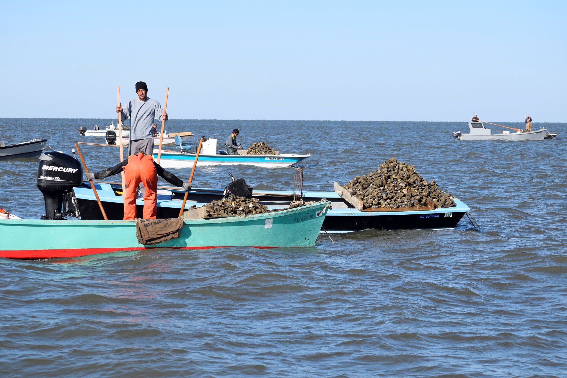 Alabama Lands $7.1 Million To Boost Oyster Restoration Along The Gulf Coast