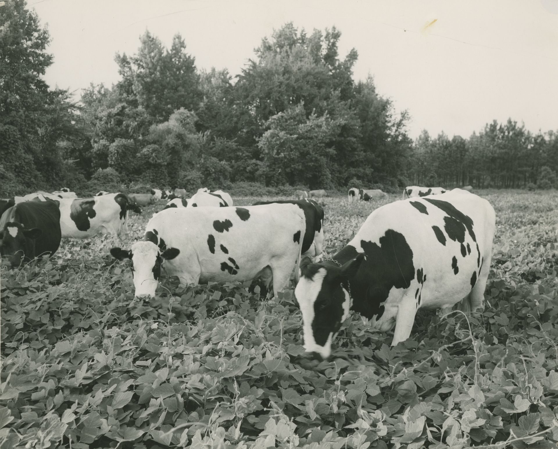 By This file was contributed to Wikimedia Commons by Columbus Public Library as part of a cooperation project. The donation was facilitated by the Digital Public Library of America, via its partner Digital Library of Georgia. Record in source catalog DPLA identifier: b3294bc96a065665a0517370b52f8a6a, Public Domain, https://commons.wikimedia.org/w/index.php?curid=99333186