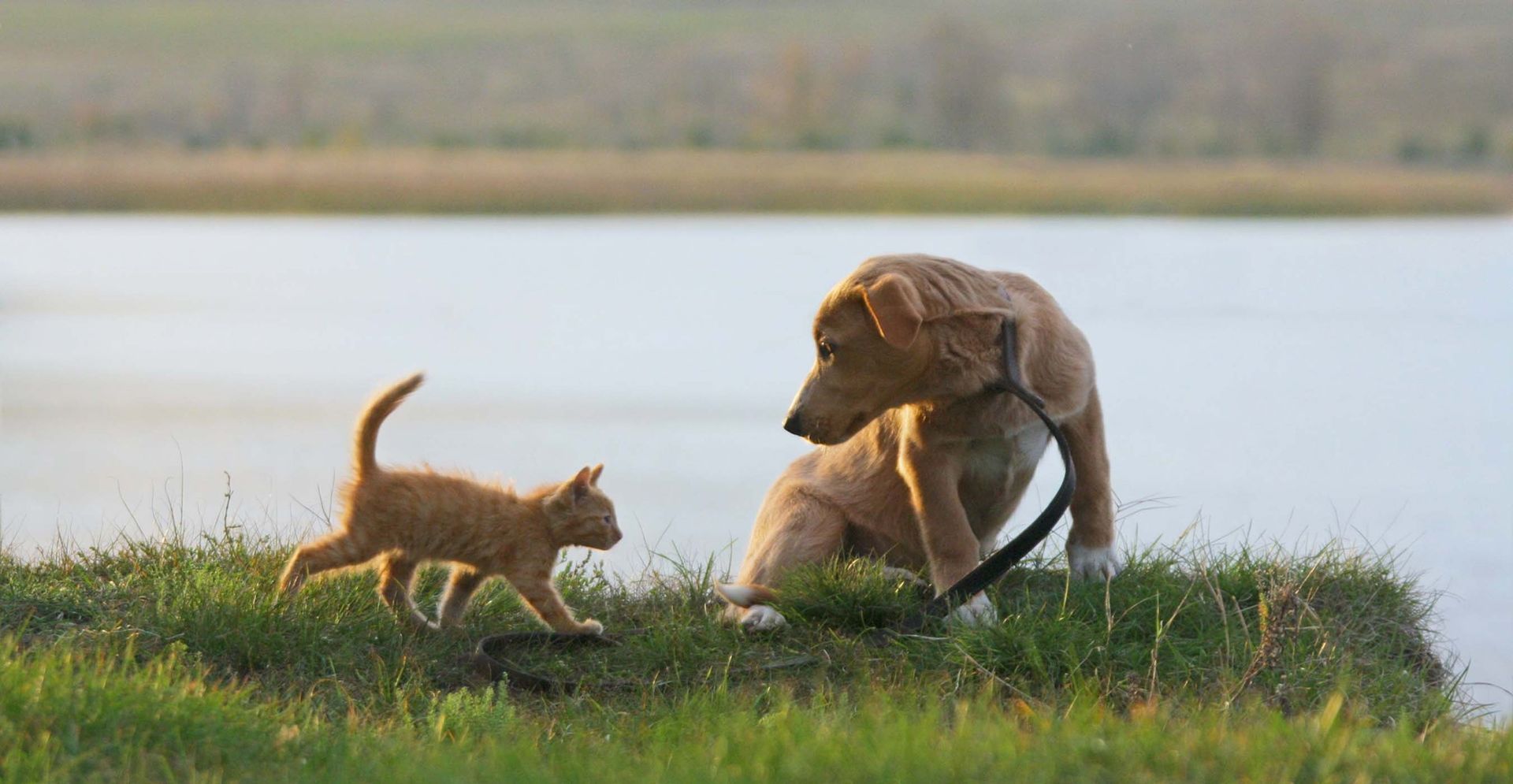 Community Support Sought As Stray Population Reaches Critical Levels