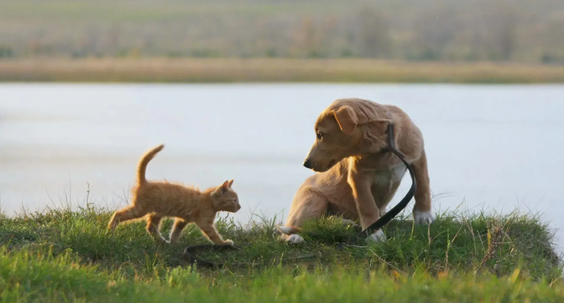 Baldwin County Offers New Pet Health Program