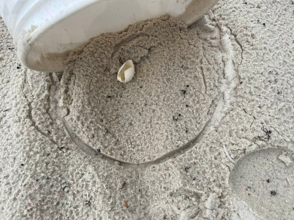 Photos from the Alabama Ecological Services Field Office Facebook page.