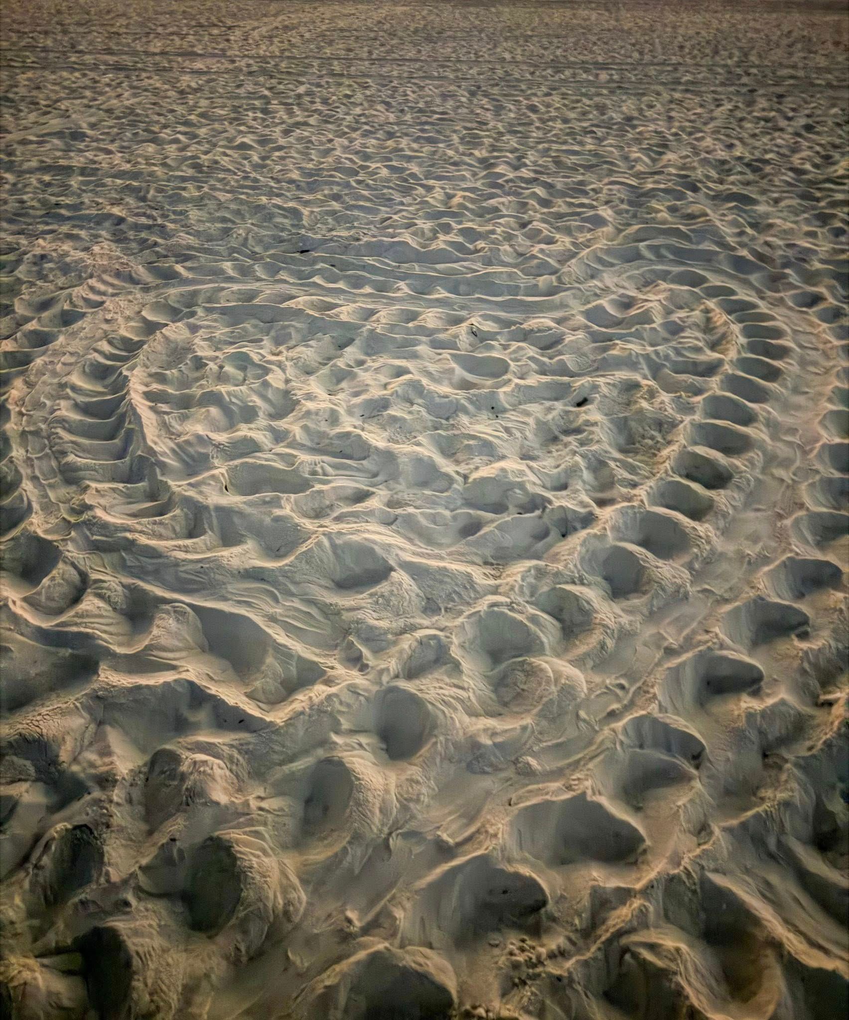 Sea Turtle Tracks