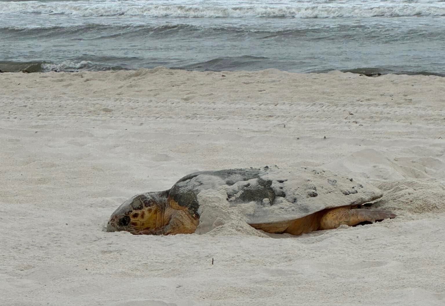 Sea turtle nesting on the Alabama Gulf Coast