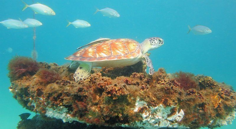 Stock image of a loggerhead sea turtle on a reef offshore of Orange Beach, Alabama.