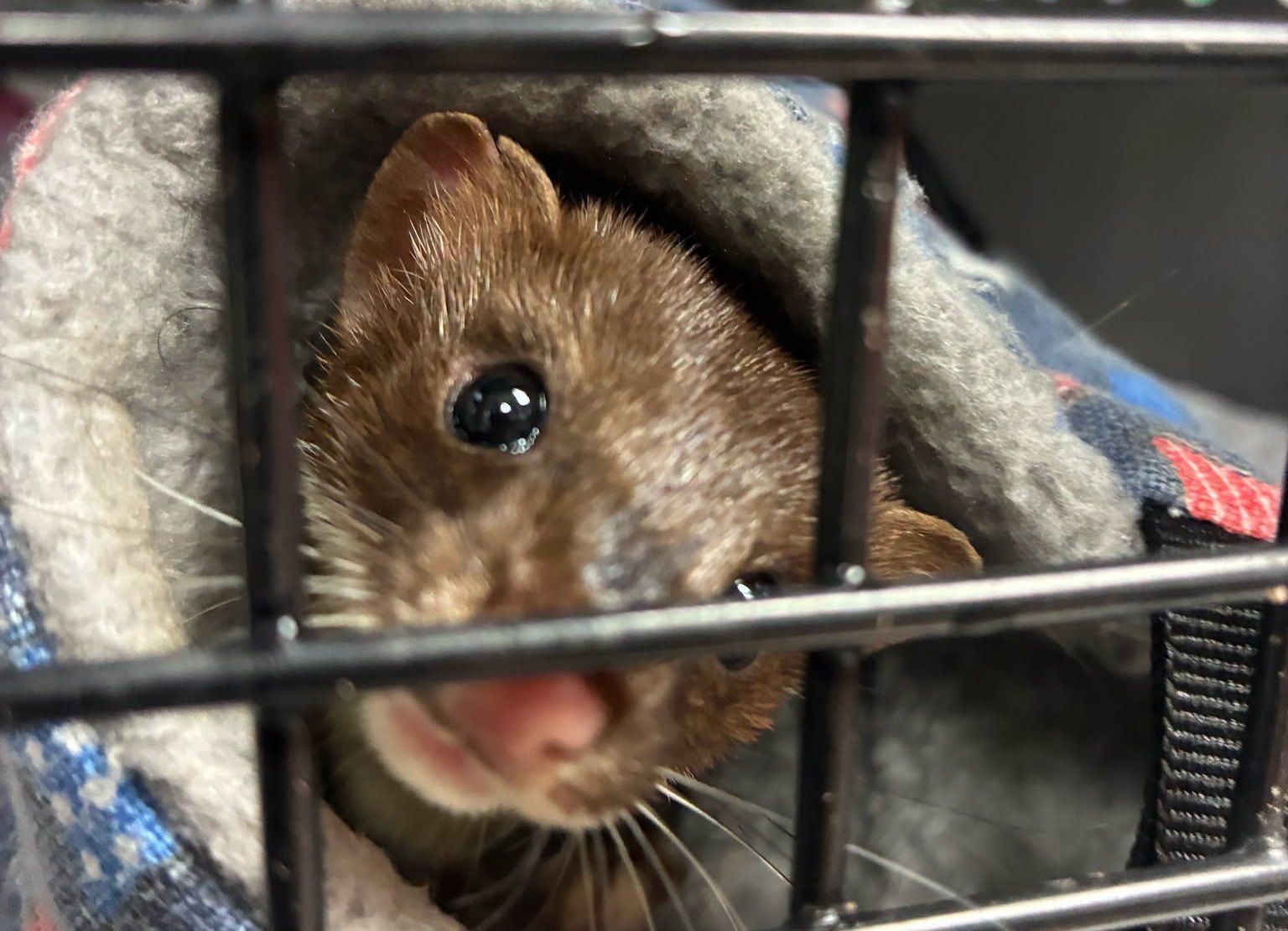 Orange Beach Wildlife Transport Classes