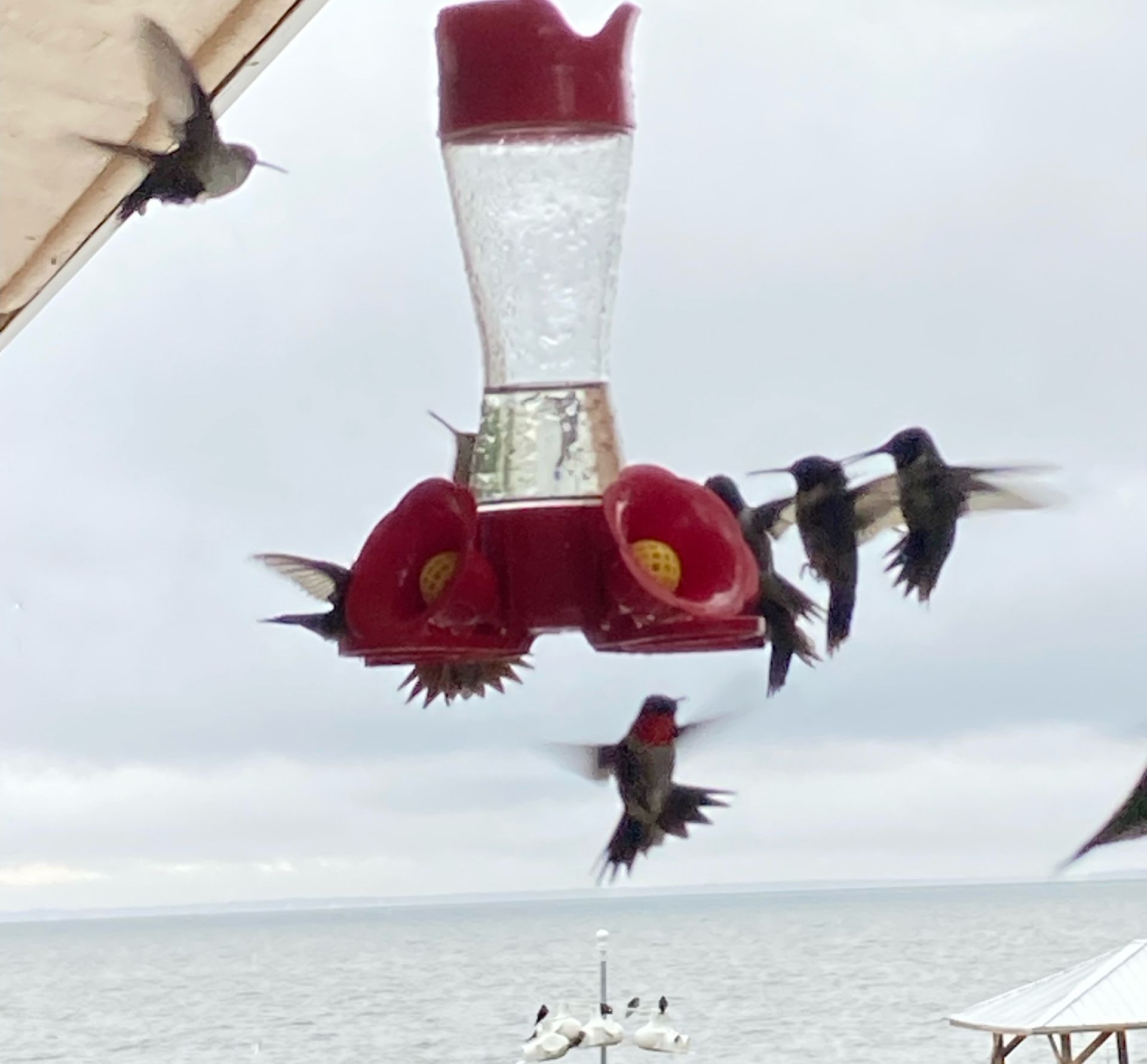 Humming Birds in Fort Morgan - Photo by Bill Blain