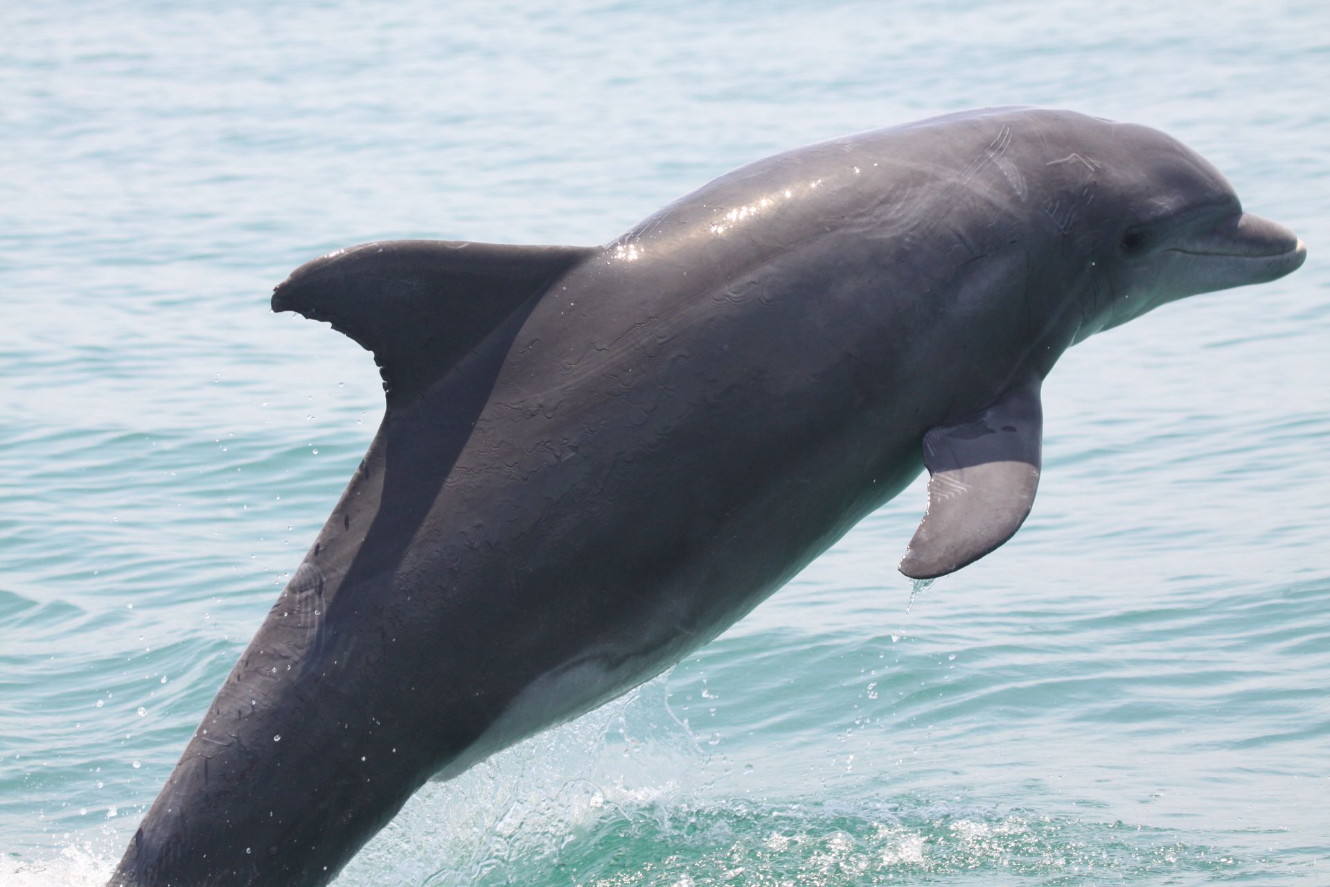 Dolphins have long, lean bodies and hooked dorsal fins. Credit: NOAA Fisheries
