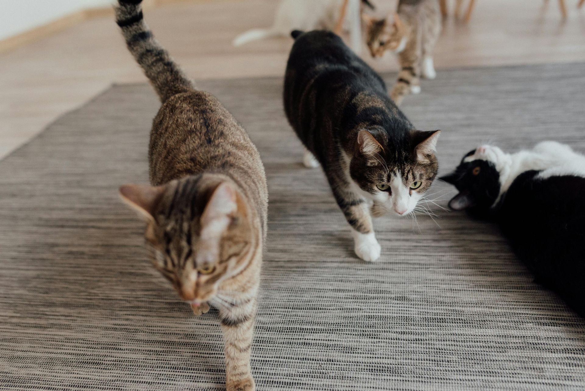 Safe Harbor Offers No-Cost Spay Neuter Services For Strays