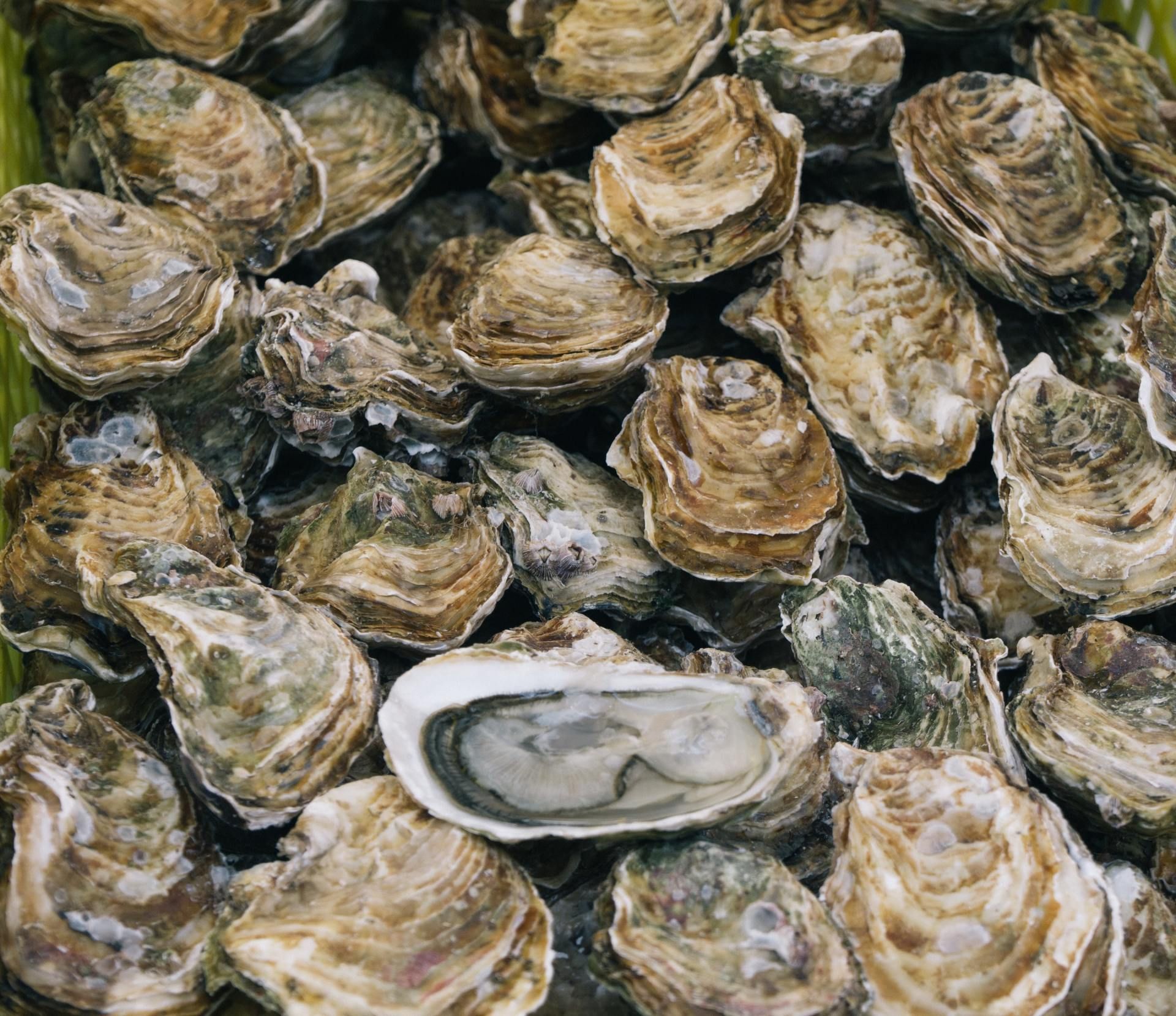 National Oyster Day happens every year on August 5.