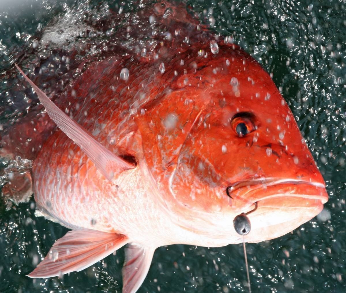 Alabama Opens Longer Red Snapper Season For 2026