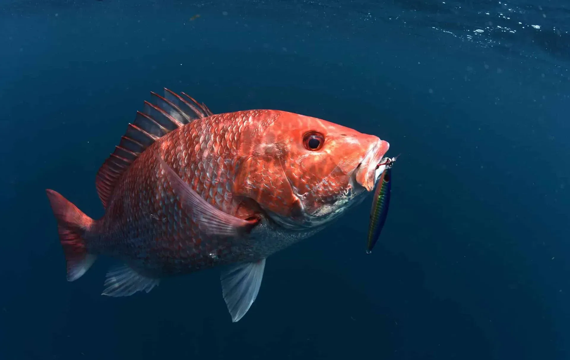 Red Snapper in the Gulf of America