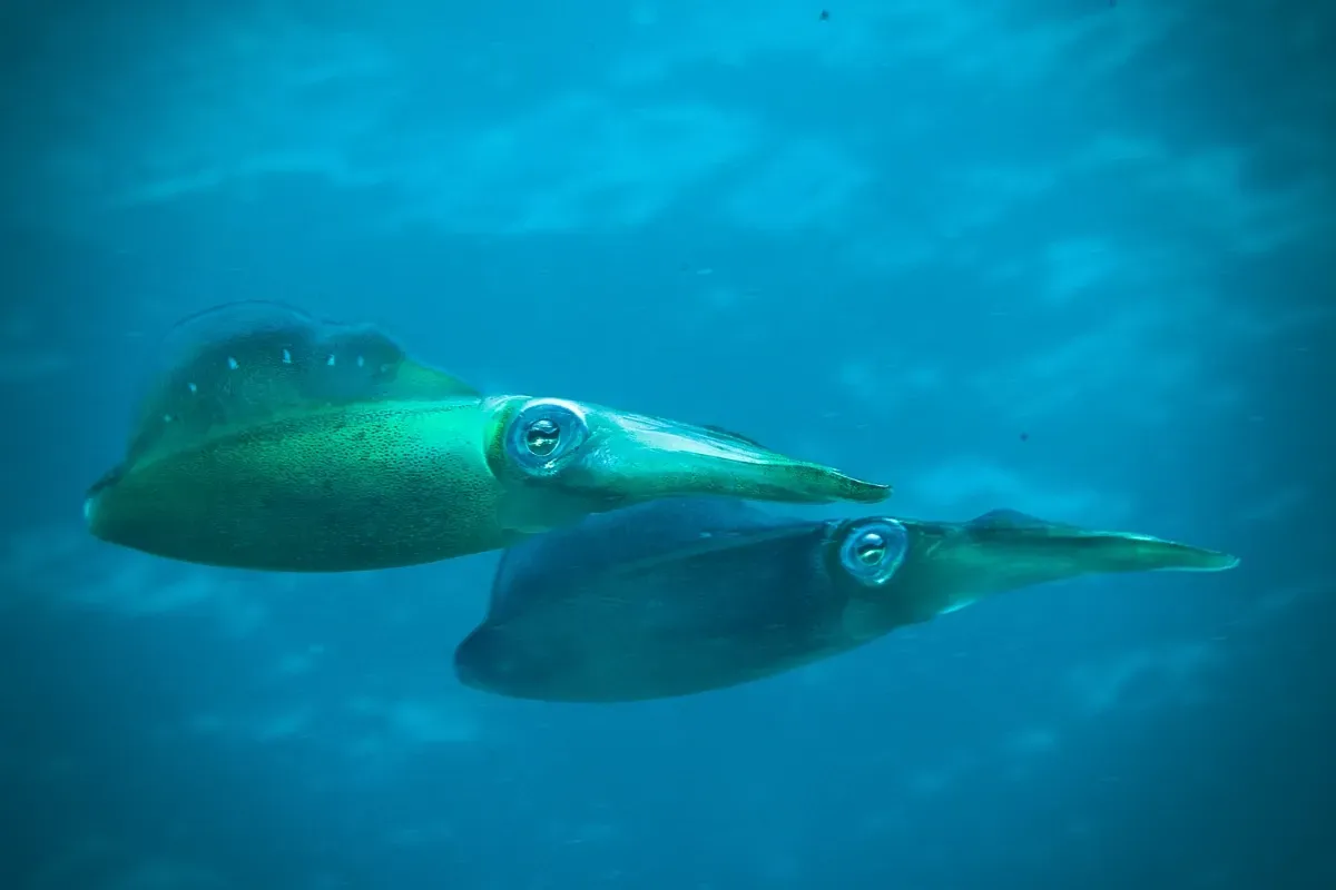 caribbean reef squid snorkeling
usvi