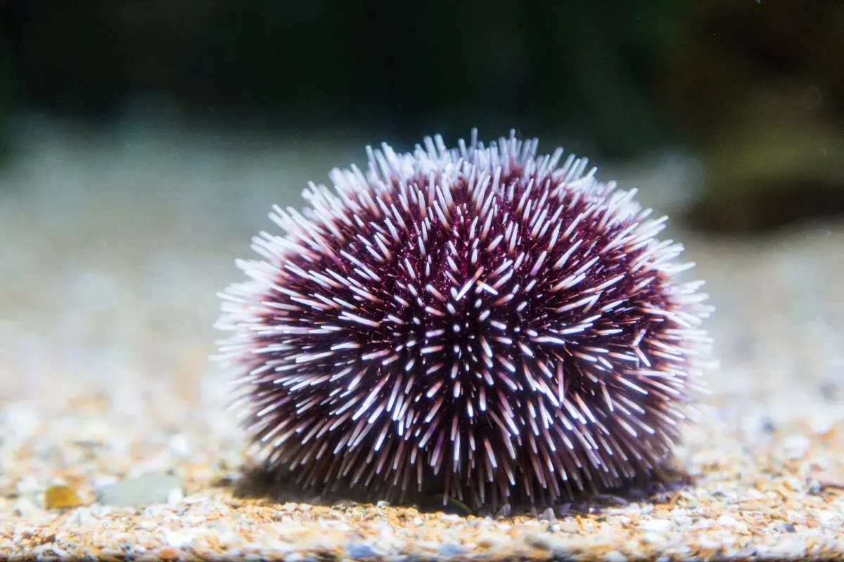 white sea urchin st thomas usvi