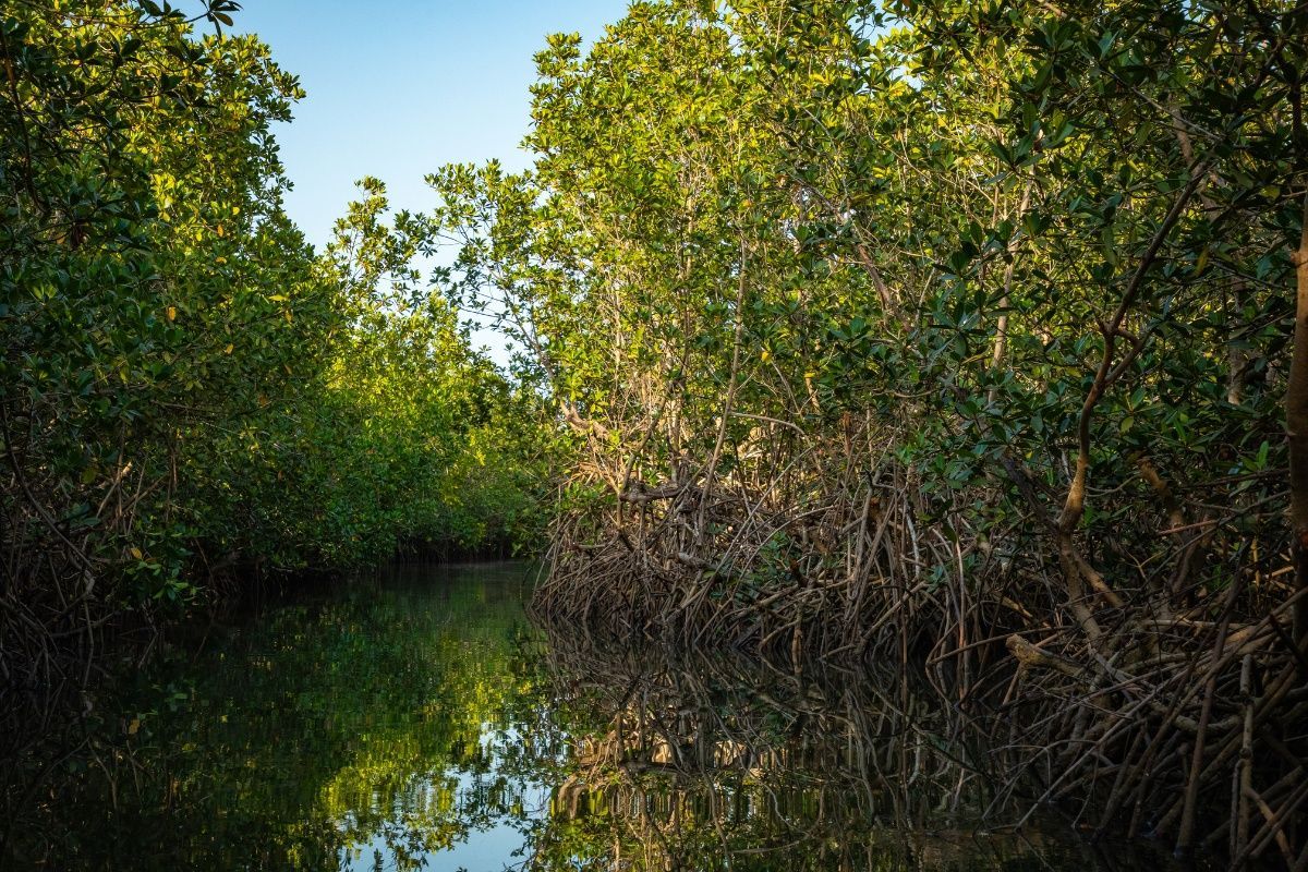 A river surrounded by trees and shrubs in a mangrove forest.