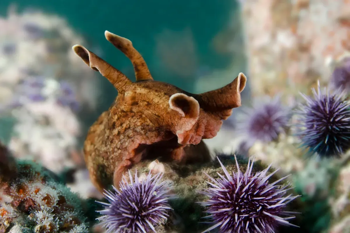 sea hare st thomas usvi
