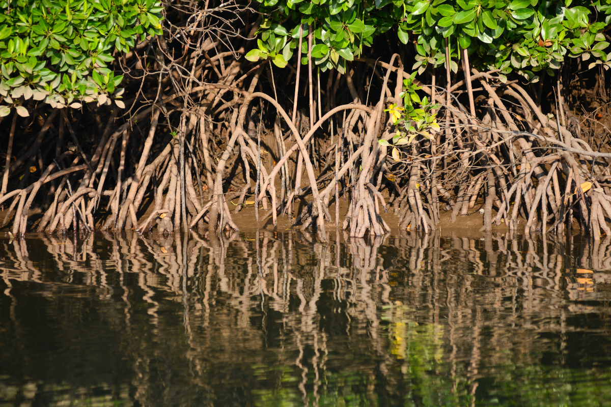 mangrove roots st thomas usvi