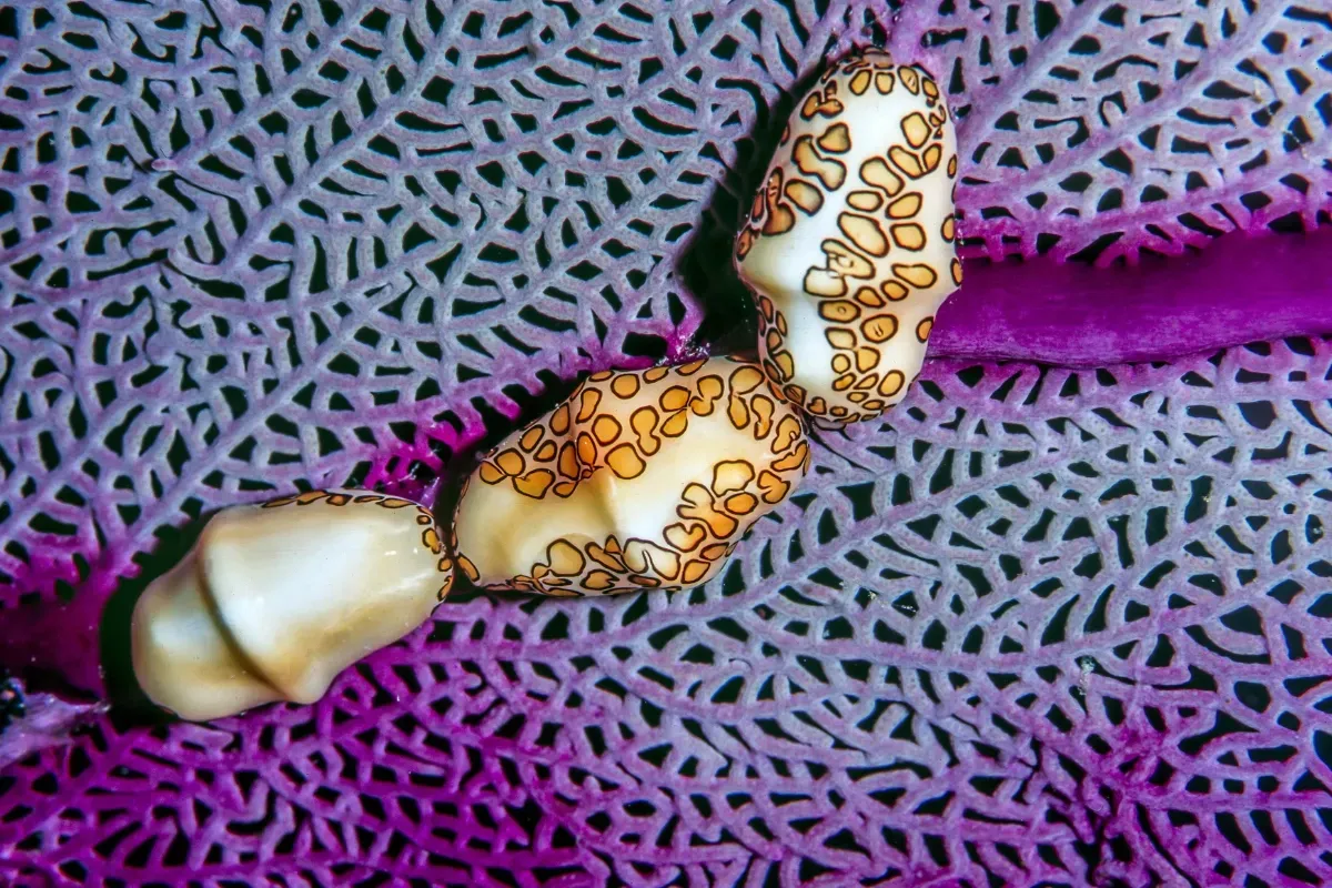 flamingo tongue snorkeling tours USVI