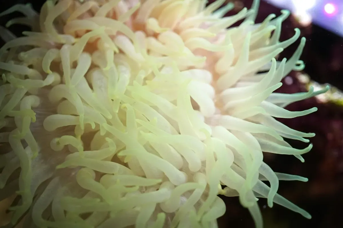 anemone snorkeling on St John