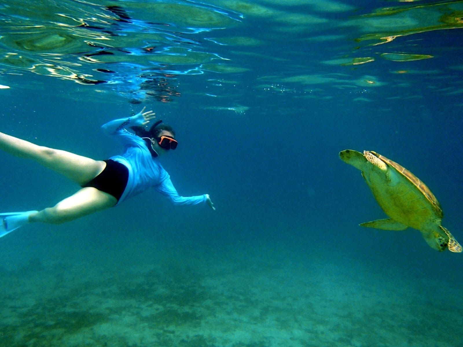 sea turtle snorkeling on St John