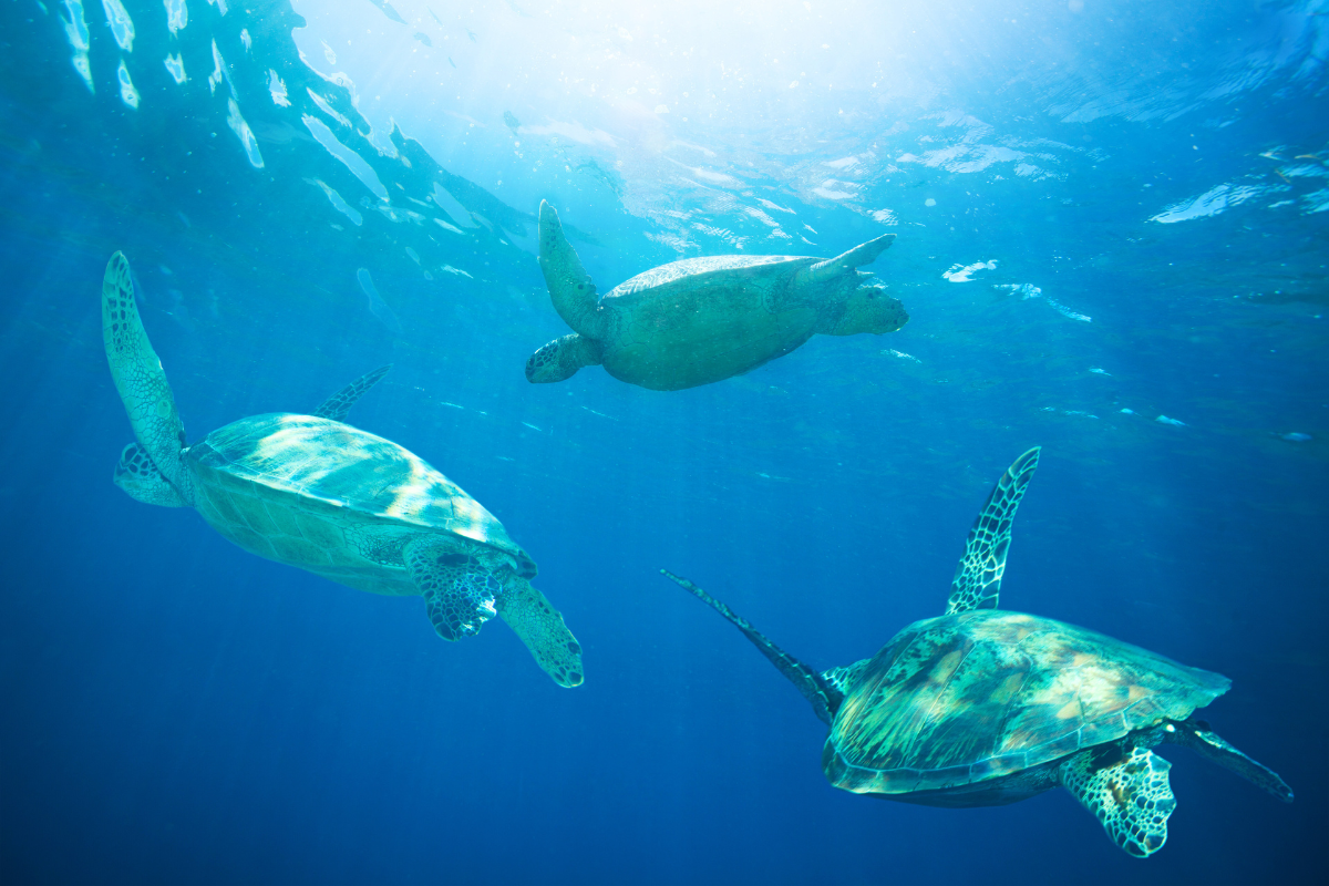Three sea turtles are swimming in the ocean.