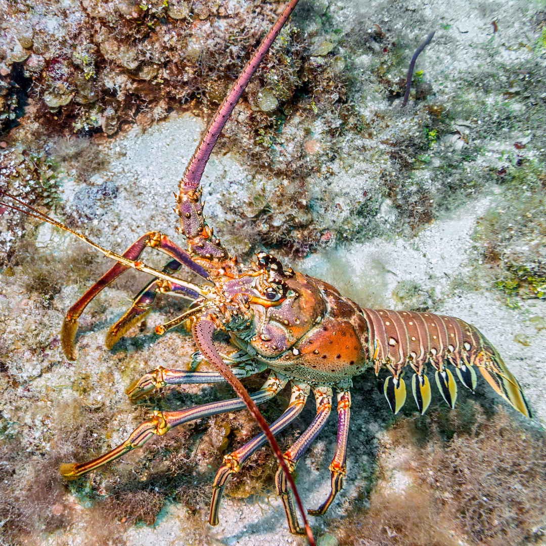lobster snorkeling USVI
