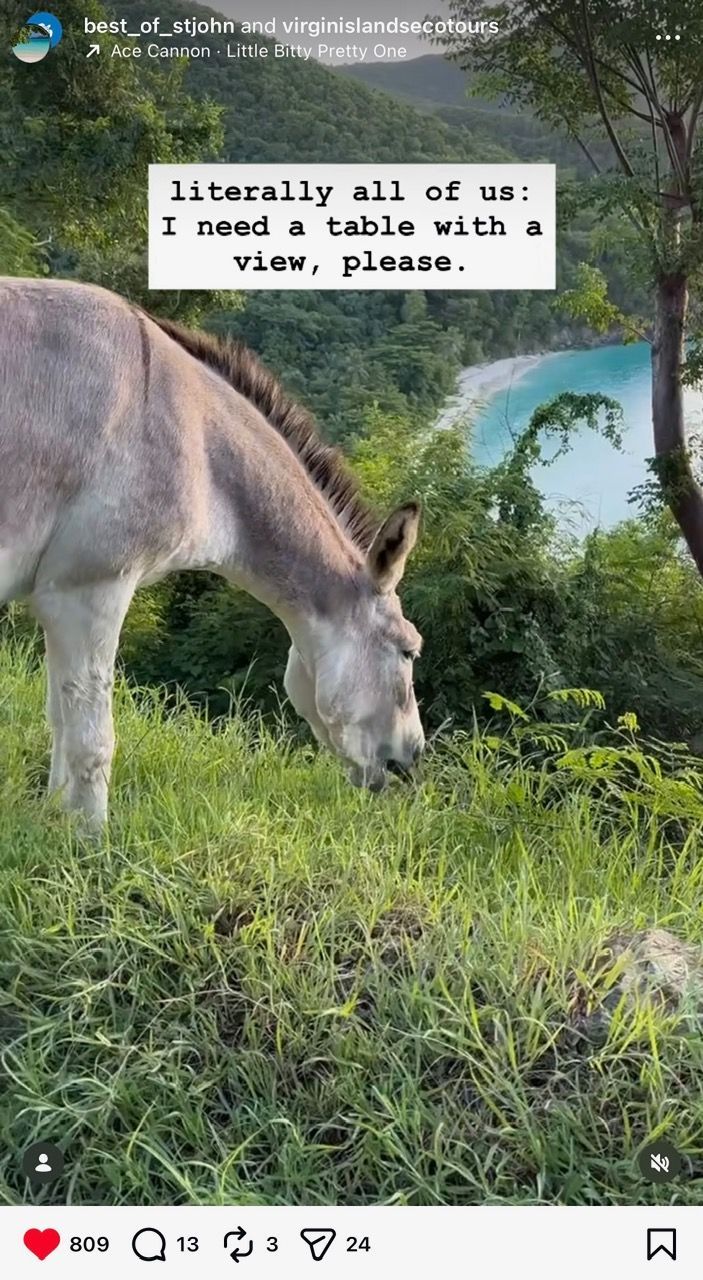 wild donkeys of the US Virgin Islands