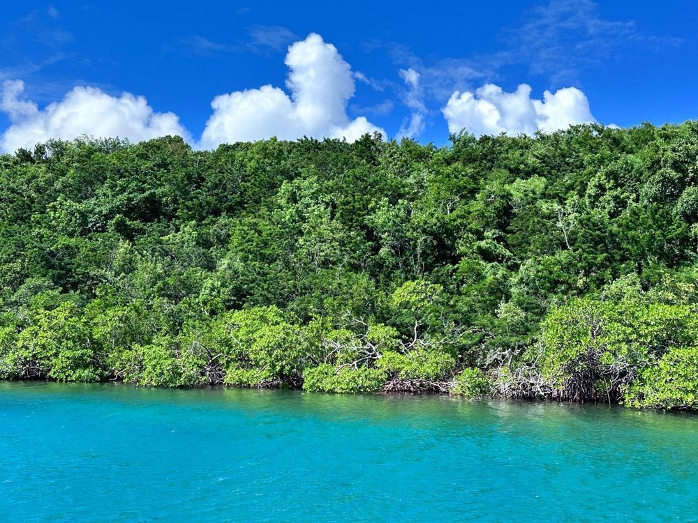 Bright turquoise water meeting lush green trees under a blue sky with white clouds.