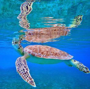 A sea turtle is swimming in the ocean.