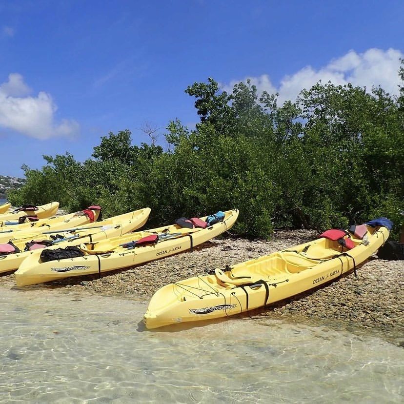 A row of yellow kayaks are lined up on the beach
