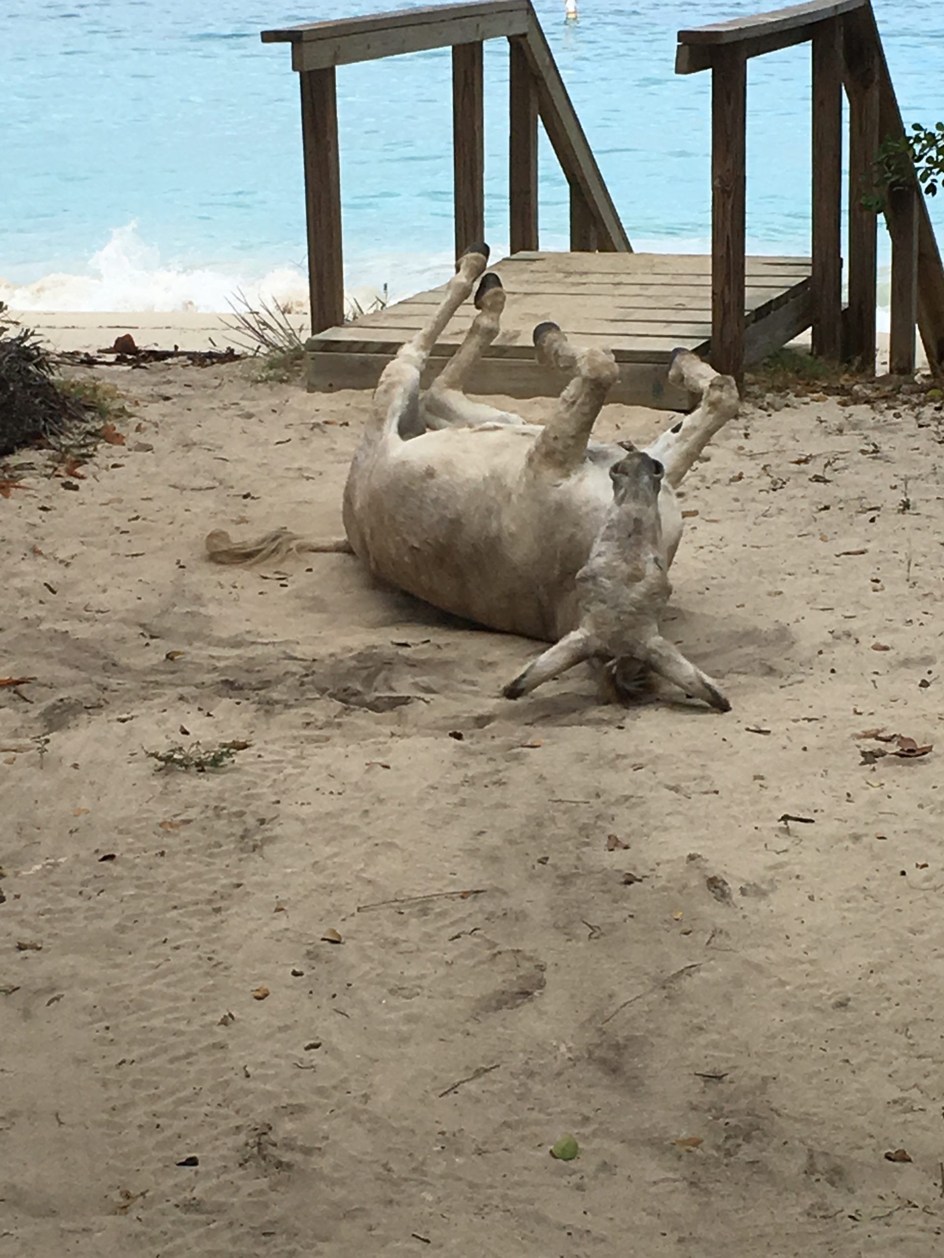 A donkey is laying on its back on a sandy beach.
