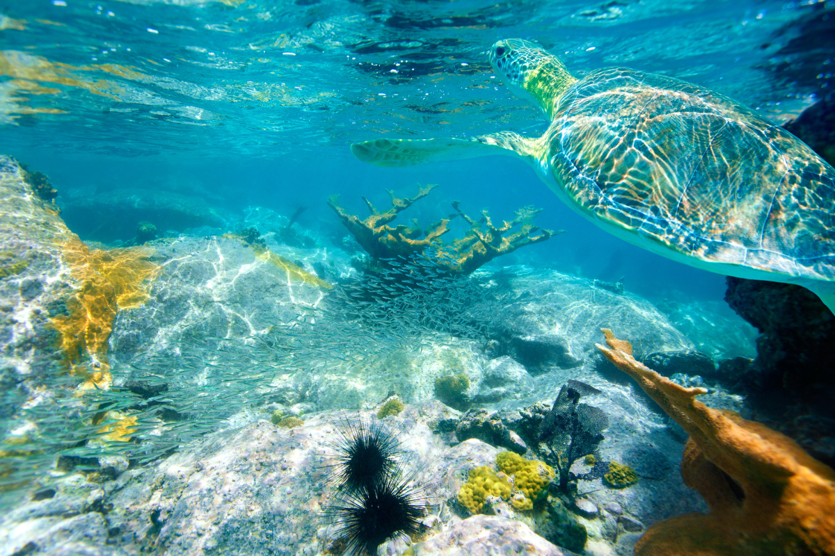 sea turtle snorkeling on St John