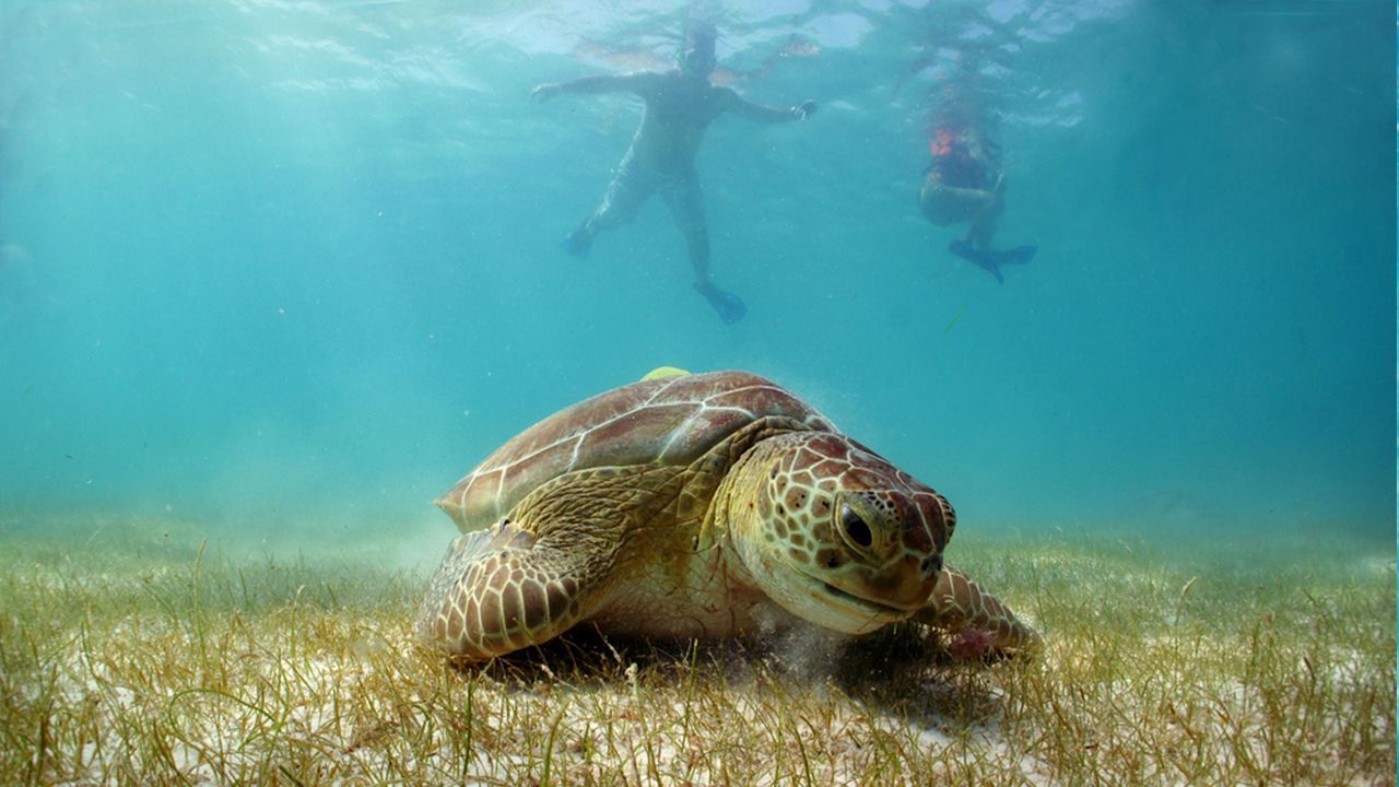 swimming with sea turtles in the US Virgin Islands