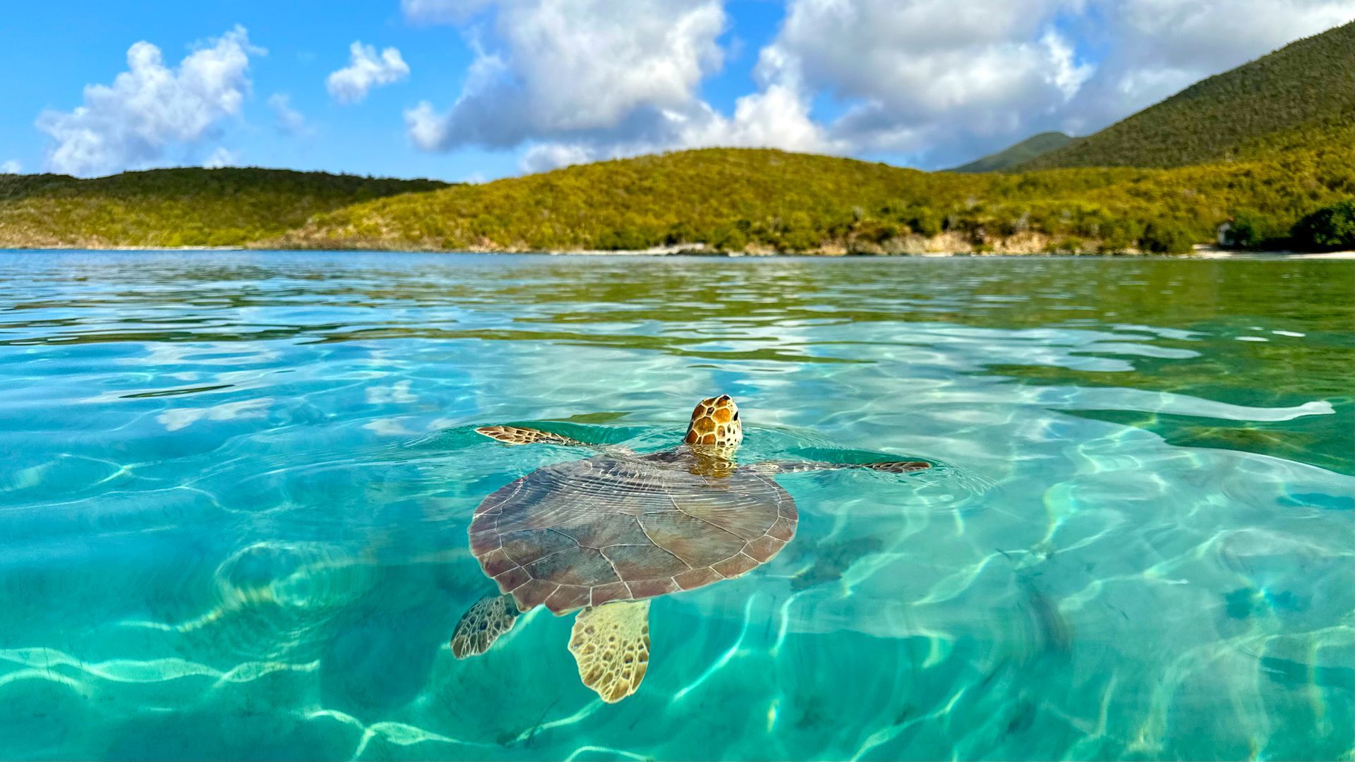 Sea turtle swims in clear turquoise water, hills and sky in background.