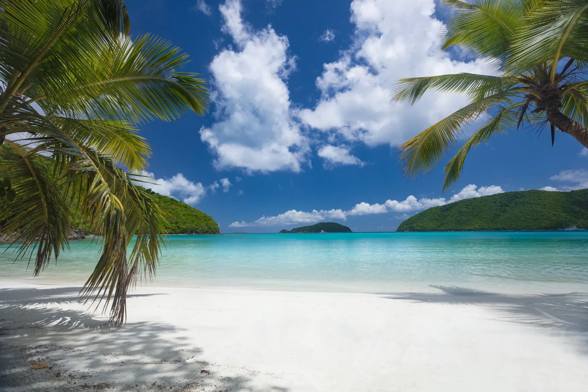 A tropical beach with palm trees and a turquoise ocean