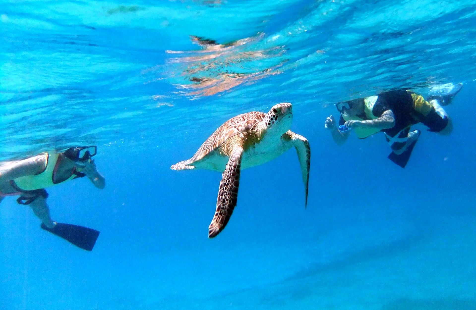 A group of people are swimming with sea turtles in the ocean.