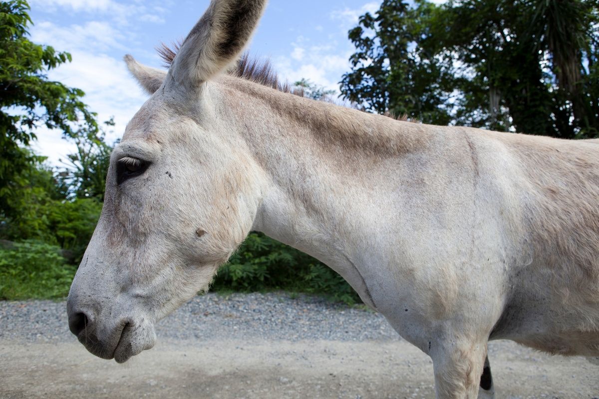 A donkey is standing on a dirt road with trees in the background.