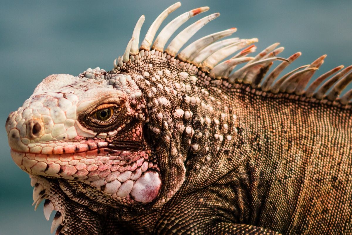 A close up of a lizard 's head with sharp teeth.