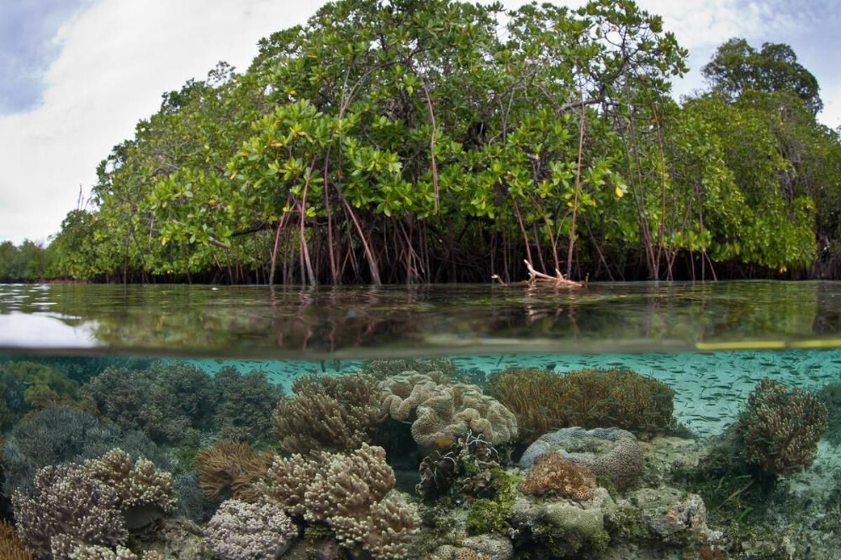 A mangrove forest is surrounded by coral reef and a body of water.