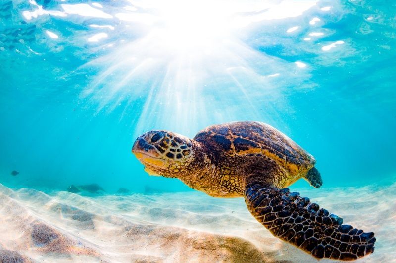 A sea turtle is swimming in the ocean with the sun shining through the water.
